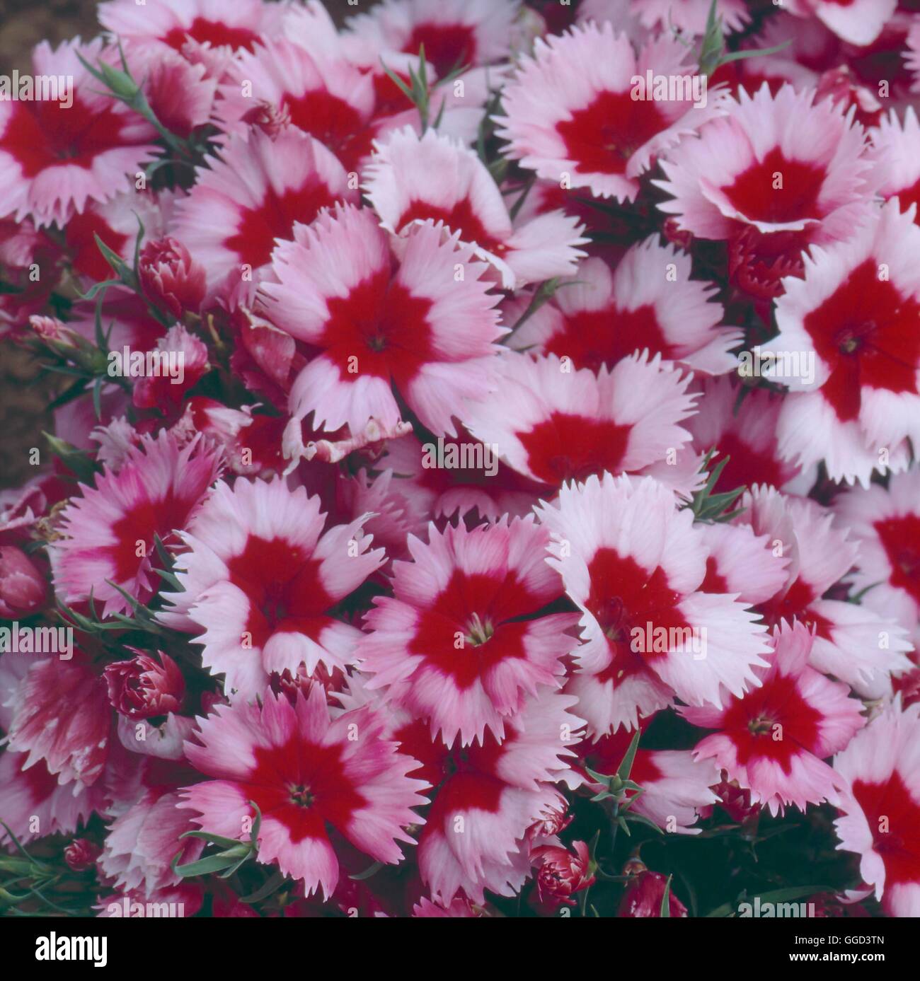 Dianthus chinensis - F1 `Strawberry Parfait'   ANN077852 Stock Photo